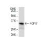NOP17 Antibody (18Y9) - Western Blotting - Image 34363