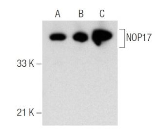NOP17 Antibody (18Y9) - Western Blotting - Image 281218 
