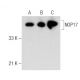 NOP17 Antibody (18Y9) - Western Blotting - Image 281218 
