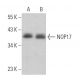 NOP17 Antibody (A-10) - Western Blotting - Image 366320
