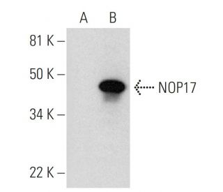 NOP17 Antibody (C-9) - Western Blotting - Image 289945