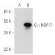 NOP17 Antibody (C-9) - Western Blotting - Image 289945
