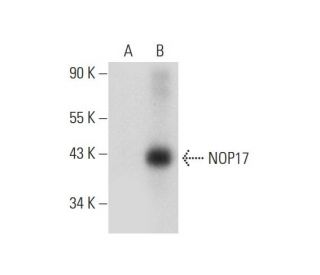 NOP17 Antibody (F-7) - Western Blotting - Image 314061