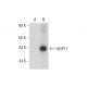 NOP17 Antibody (F-7) - Western Blotting - Image 314061