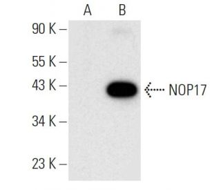 NOP17 Antibody (G-10) - Western Blotting - Image 305684