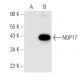 NOP17 Antibody (G-10) - Western Blotting - Image 305684