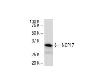 NOP17 Antibody (18Y9) - Western Blotting - Image 34363 