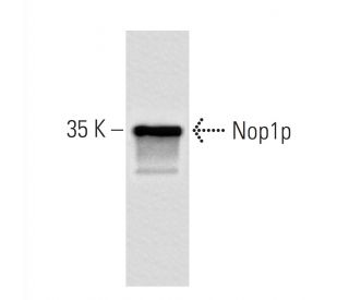 Nop1p Antibody (28F2) - Western Blotting - Image 67347