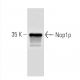 Nop1p Antibody (28F2) - Western Blotting - Image 67347