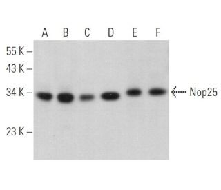 Nop25 Antibody (E-2) - Western Blotting - Image 371356 