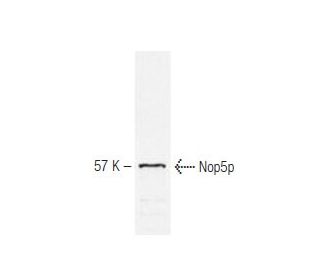 Nop5p Antibody (34B12) - Western Blotting - Image 67344