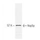 Nop5p Antibody (34B12) - Western Blotting - Image 67344