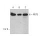 NOPE Antibody (A-10) - Western Blotting - Image 366836