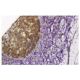 Nopp140 Antibody (3B4) - Immunohistochemistry - Image 36291