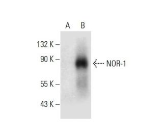 western blotting image from recommended NOR-1 (H-7) monoclonal antibody replacement. Image 299247