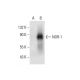 western blotting image from recommended NOR-1 (H-7) monoclonal antibody replacement. Image 299247