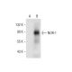 NOR-1 Antibody (F-10) - Western Blotting - Image 299246