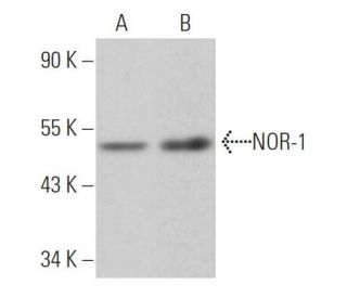 NOR-1 Antibody (F-10) - Western Blotting - Image 363548 
