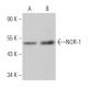 NOR-1 Antibody (F-10) - Western Blotting - Image 363548 
