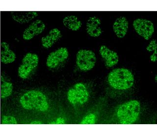 RN様 Bruno LUXE Medium Mens Polo Shirt, Short Sleeve, Black