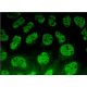 NOR-1 Antibody (H-7) - Immunofluorescence - Image 377341