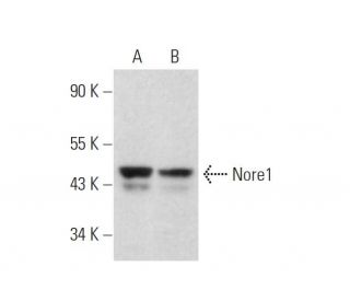 Nore1 Antibody (10F10) - Western Blotting - Image 329750