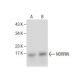 NORRIN Antibody (B-8) - Western Blotting - Image 282603