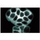 NOS1 Antibody (52) - Immunofluorescence - Image 60526