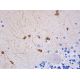 NOS1 Antibody (G-4) - Immunohistochemistry - Image 361419