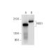NOS1 Antibody (G-4) - Western Blotting - Image 309641 