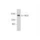 NOS1 Antibody (G-4) - Western Blotting - Image 318594 