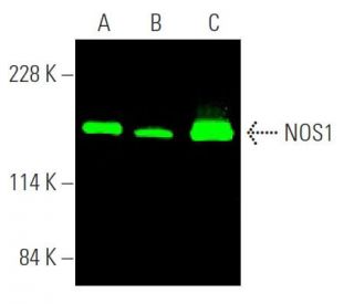 NOS1 Antibody (A-11) - Western Blotting - Image 372656