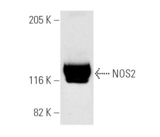 western blotting image from recommended NOS2/iNOS (C-11) monoclonal antibody replacement. Image 3830