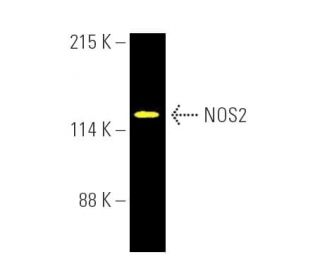 NOS2/iNOS Antibody (C-11) - Western Blotting - Image 390317The Double Nickase Plasmid features a U6 promoter for sgRNA expression, a 20 nt targeting sequence, and a gRNA scaffold to guide Cas9n. It includes a CBh promoter for Cas9n (D10A) and puromycin resistance, GFP for transfection verification, and nuclear localization signals (NLS). The 2A peptide allows co-expression of Cas9n and Puro from a single promoter, enabling precise genome editing with reduced off-target effects. 