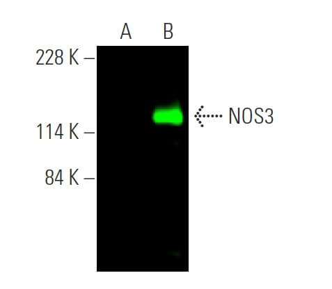 nos3-antibody-a-9-western-