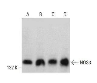 eNOS Antibody (A-9) - Western Blotting - Image 381049 