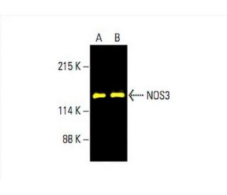 eNOS Antibody (A-9) | SCBT - Santa Cruz Biotechnology