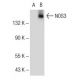 eNOS Antibody (B-5) - Western Blotting - Image 54496 