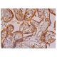 eNOS Antibody (C-6) - Immunohistochemistry - Image 352852 
