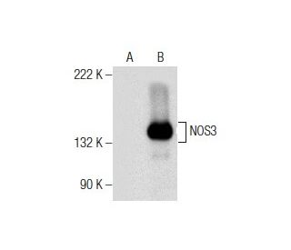 eNOS Antibody (C-6) - Western Blotting - Image 155828 