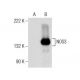 eNOS Antibody (C-6) - Western Blotting - Image 155828 