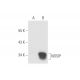 NOSIP Antibody (B-3) - Western Blotting - Image 57839