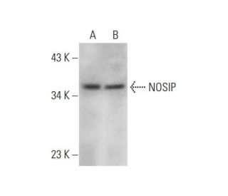 NOSIP Antibody (B-3) - Western Blotting - Image 331180 