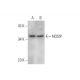 NOSIP Antibody (B-3) - Western Blotting - Image 331180 