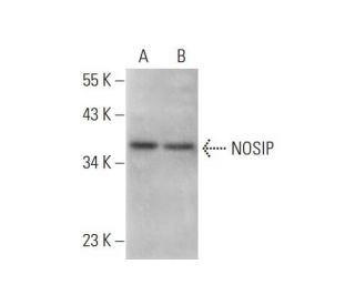 NOSIP Antibody (C-2) - Western Blotting - Image 331181 