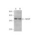 NOSIP Antibody (C-2) - Western Blotting - Image 331181 