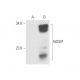 NOSIP Antibody (C-3) - Western Blotting - Image 57835