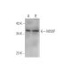 NOSIP Antibody (C-3) - Western Blotting - Image 331178 