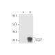 NOSIP Antibody (G-6) - Western Blotting - Image 57837