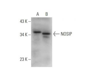 NOSIP Antibody (G-6) - Western Blotting - Image 331179 